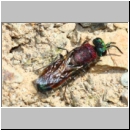 Chrysis viridula - Goldwespe 13a 7-8mm - OS-Wallenhorst-Tongrube-det.jpg